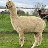 TOFT Jargel Elite Brown huacaya female for sale at TOFT Alpaca Stud